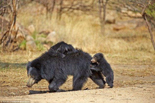 XXX loveforallbears:  Baby sloth-bears live up photo