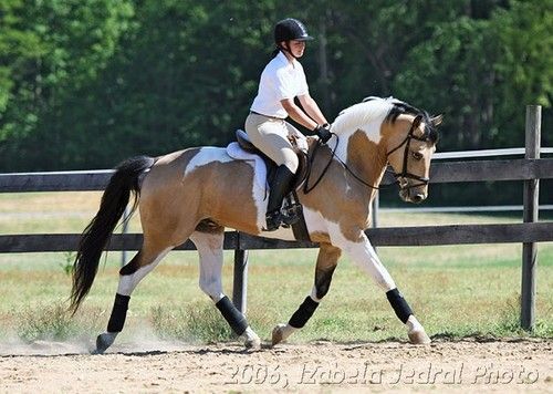 all-the-horses: MaxamillionSunshine Frosted Gold x CT VendellaSaddlebred x Dutch Warmblood, Stallion