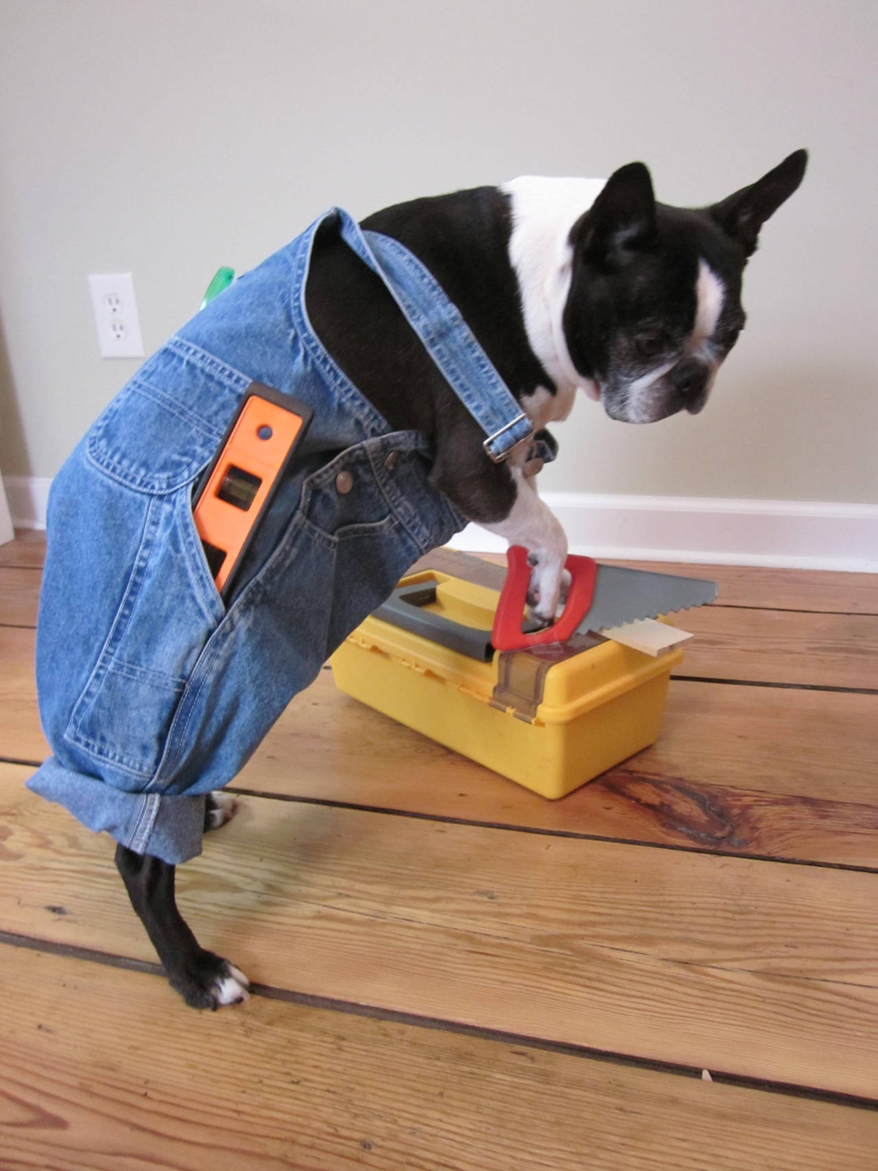 fuckyeahbostonterriers:  Weekend warrior, Wendell is not afraid to tackle a few home