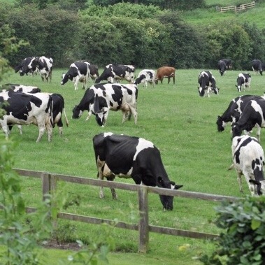 nepptune: cow appreciation post 🐮💗🐄