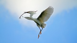 Fairy-Wren:  (Via 500Px / Snowy Egret By Blackandwhite99) 