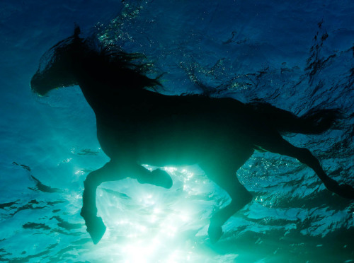 theonlymagicleftisart:  Underwater Photography by Kurt Arrigo Website | Facebook | Tumblr Only two weeks left until you can bridge the gap between your favorite Tumblr Artists and receive actual physical items from them! Click here to find out more!