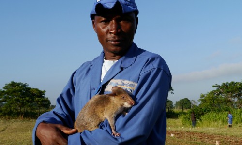 amroyounes:African HeroRats detect landmines.Using positive reinforcement behavior that is respectfu