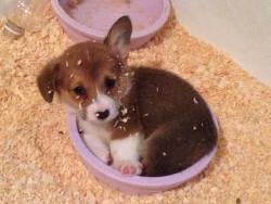 awwww-cute:  Apparently our new corgi is a bowl sleeper