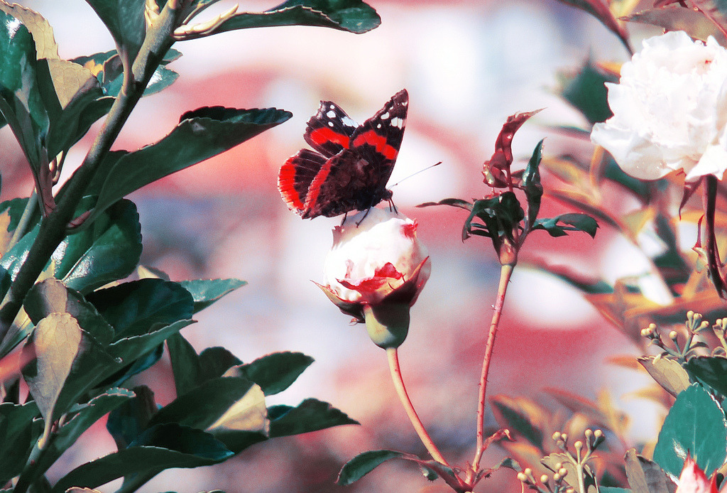 aphelia:  Float like a butterfly sting like a bee. (by Daniela Gandra Flickr) 