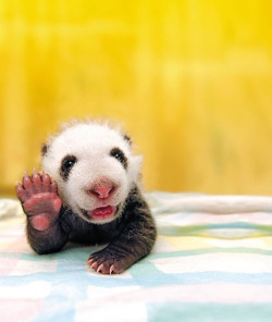 awwww-cute:  Hi there!