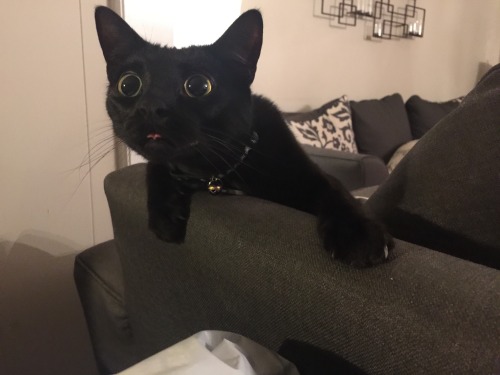 silverilly: skinnr: look at this fucking cat is this toothless