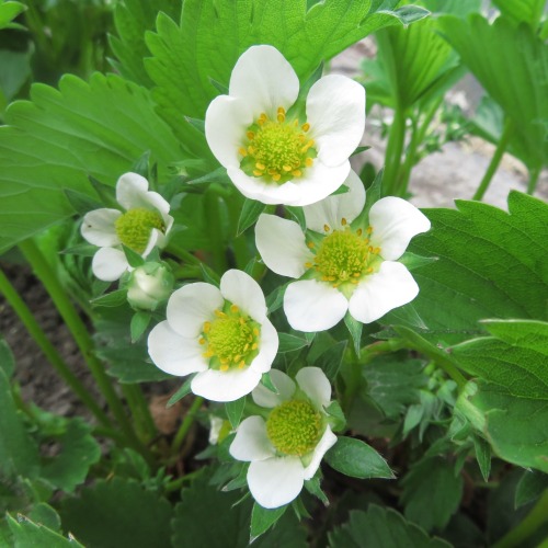 Erdbeerblüten Strawberry blossomsFragaria x ananassa