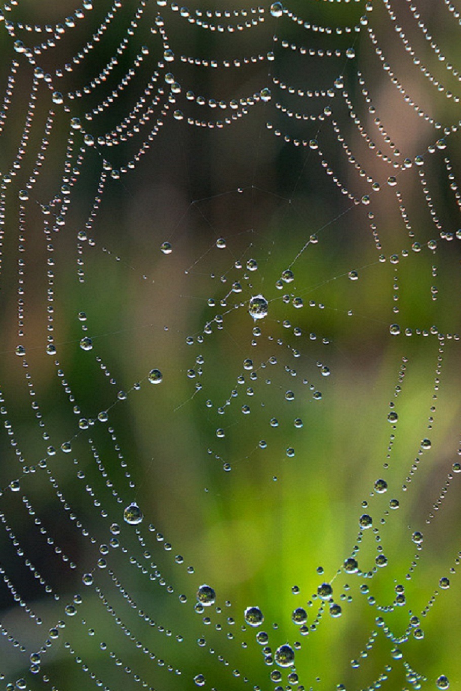 sublim-ature:  Spider Web, Marin County, CaliforniaMichael Ryan 