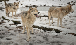 wild-diary:  Wolf Pack | The Shared Experience