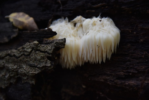 brett-outdoors:Though deceptively spiky, it is pleasantly soft and edible. Hericium americanum.