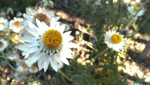 Botanic Gardens, daisies.