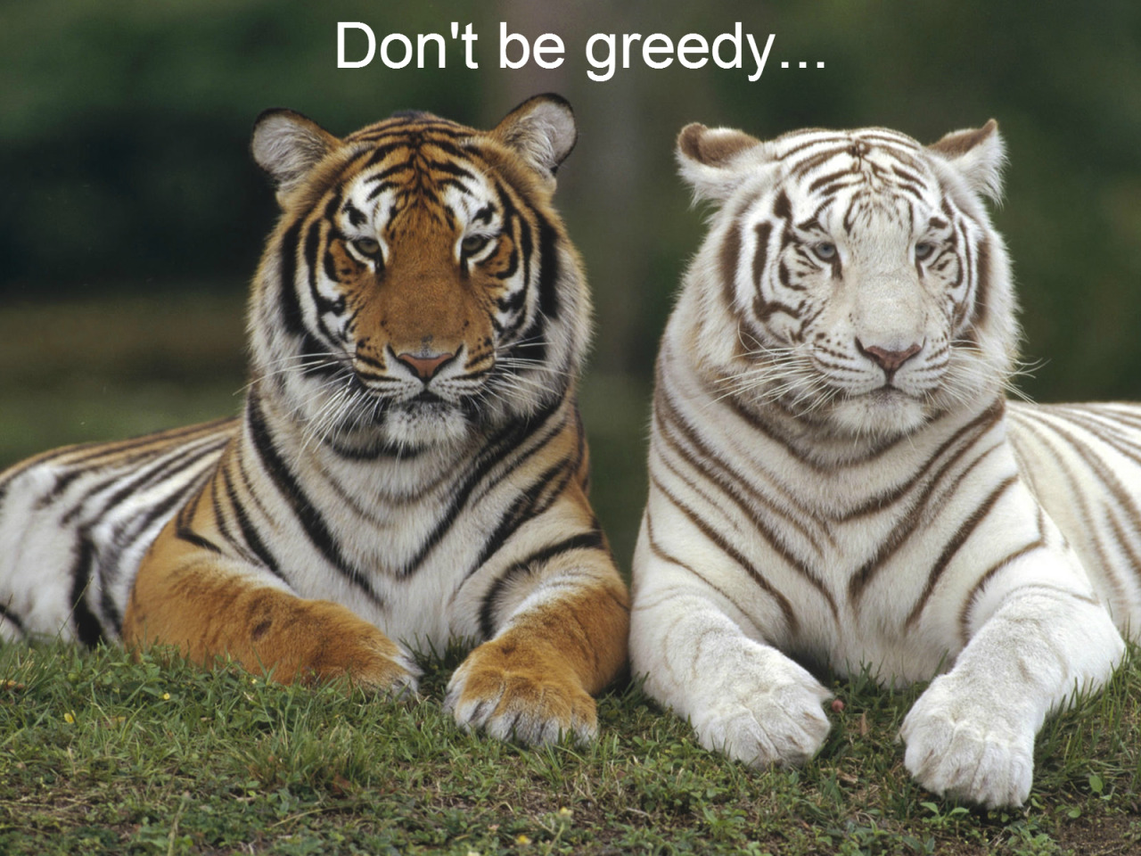 officialkakyointenmei:  adviceforvegans:Say NO to captivity!pls do not compare zoos