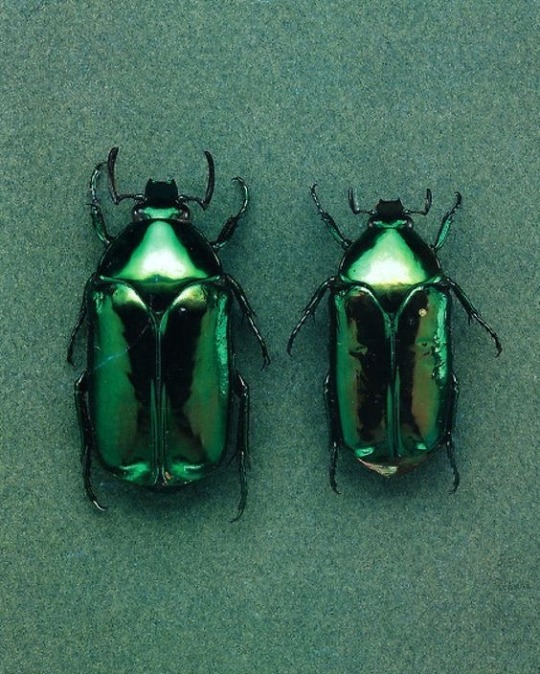 takenbythelightfantastic:hesitating:6thlovelanguage:dark green is a nice color. underrated