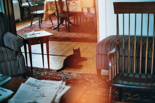 anchordal: moka’s cat by elizabeth sarah on Flickr.