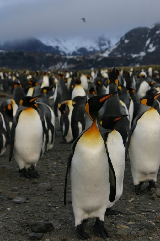 heaven-ly-mind:  Tens of thousands of king penguins by Raphael Bick on Flickr