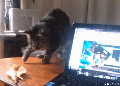 unimpressedcats:  this shit is bananas b a n a n a s