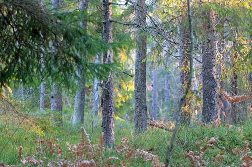 Late November in the forests of Gömmaren in Huddinge, Sweden.