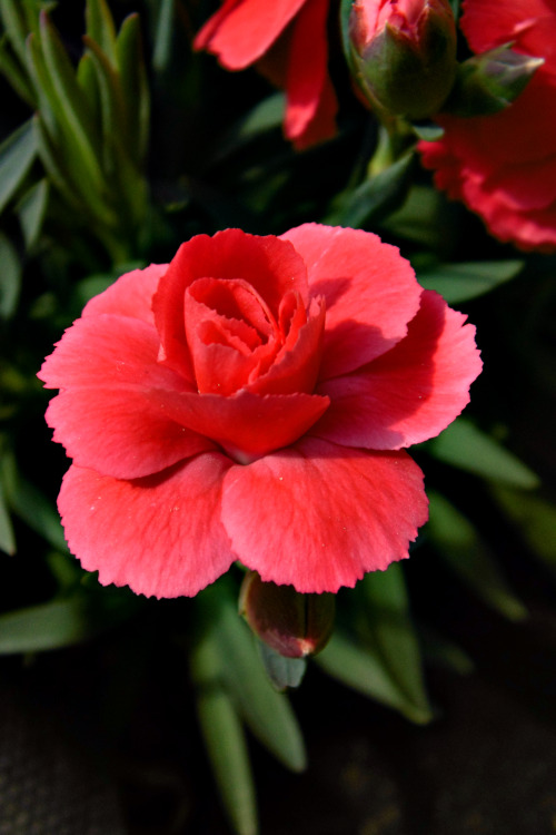 Dianthus caryophyllus.