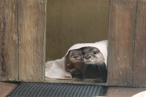 putonyourcutesuit:  One Otter Parent Wipes the Pup’s Mouth and the Other Pulls a Blanket Over Him (via The Daily Otter) 