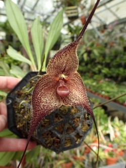 orchid-a-day: Dracula lafleurii September 24, 2018  