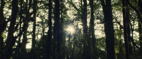 tribeca:Cinema Sights: Hunt for the Wilderpeople (2016. Dir. Taika Waititi. Cin. Lachlan Milne)