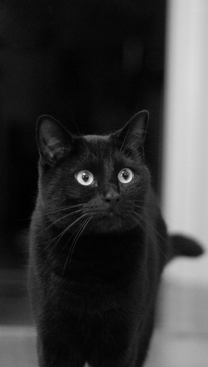 rebelrocker14:  nyxandriadracos:  catsbeaversandducks:  Black Cats are Good Luck Photos via Pinterest  r0se–quartz   