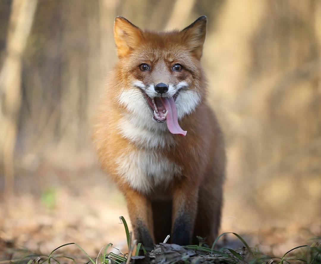 everythingfox:  Some important pictures