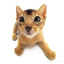 callisto000