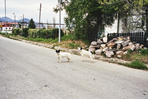 Dogs. Macedonia. 2015.