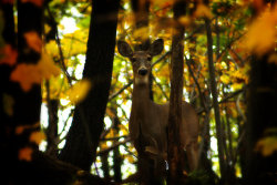 megarah-moon:  “Autumn Doe” by  Scott Hovind    