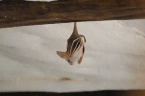 humoristics:A tiny bat stretching