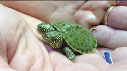 theanimalblog:  Meet Thelma… and Louise, the Baby Two-headed Texas River Cooter