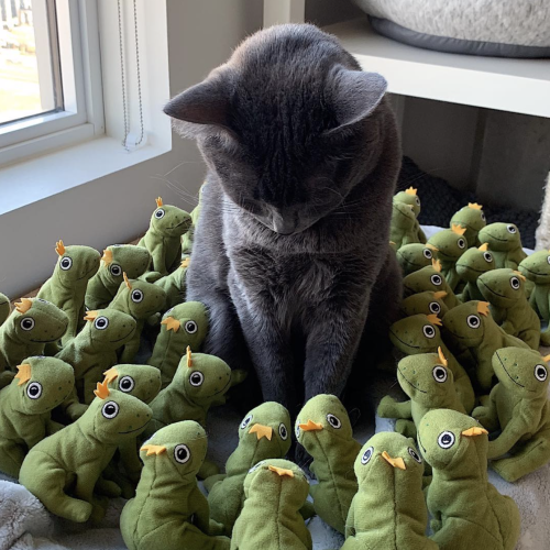 i-sapphiccryptid-i: silvery-goblin: catsbeaversandducks: When life gives you too many frogs… 