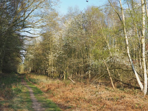 Bintree Woods, Norfolk15th April 2022