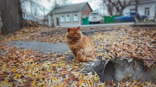 markv5: Встретил такого грустного котэ. Почти лев “I met such a sad kote. Almost a lion”