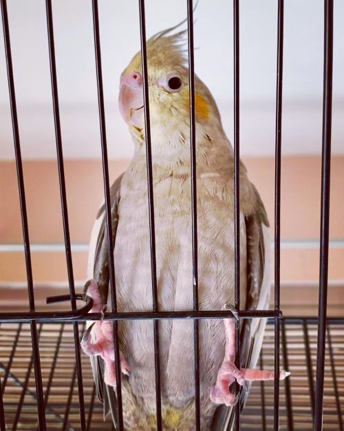 #jailbird  #bird #birds #cockatiel #cockatiels #pet #pets #beau #dodo #babybird #cockatielsofinstagr