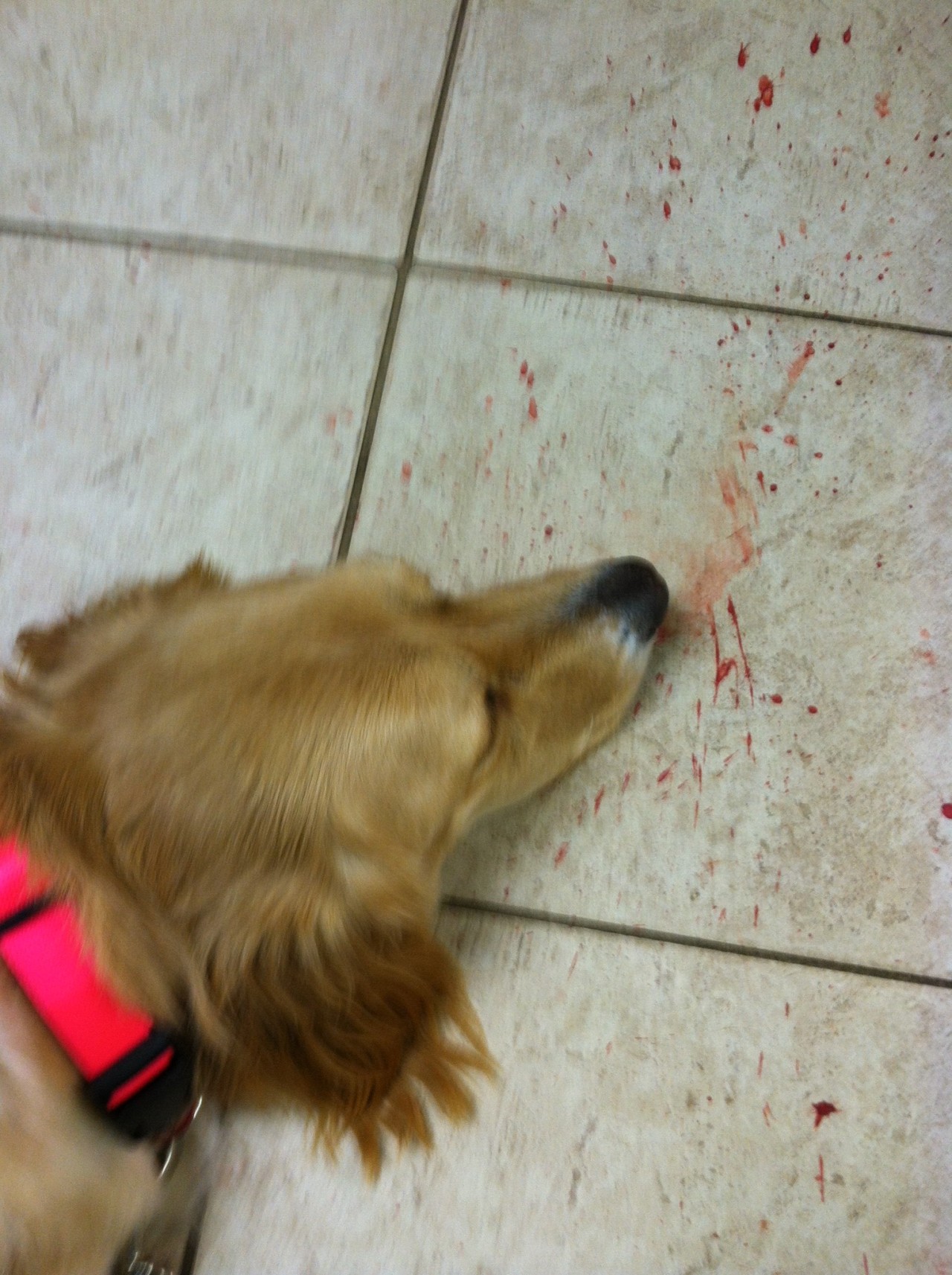  mickeyalice:  Three days ago my mom’s puppy Bailey started bleeding uncontrollably