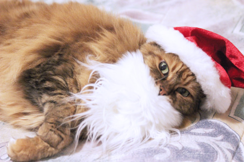 dammiitcas:Meow! Meow! Meow! Meow-y Christmas!