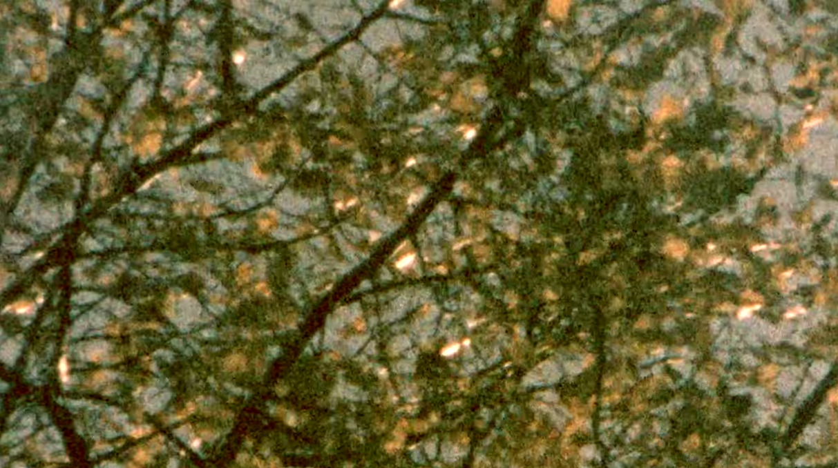 a-quiet-life: 1977, Kodak 160G Super 8 film (expired) 