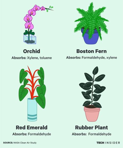 chocolatecastleinthesky: darthflamingo: techinsider: Get these plants for your poorly ventilated apa