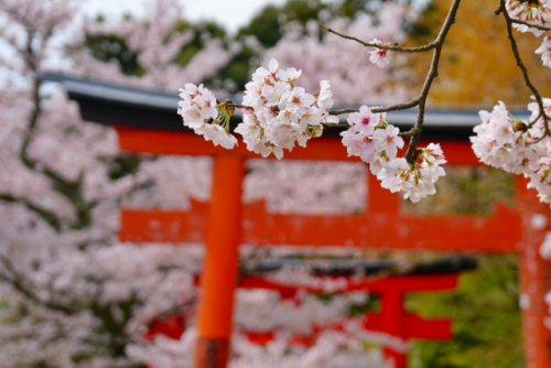 chitaka45:  京都 竹中稲荷神社 🌸桜🌸 kyoto takenaka inari jinja shrine