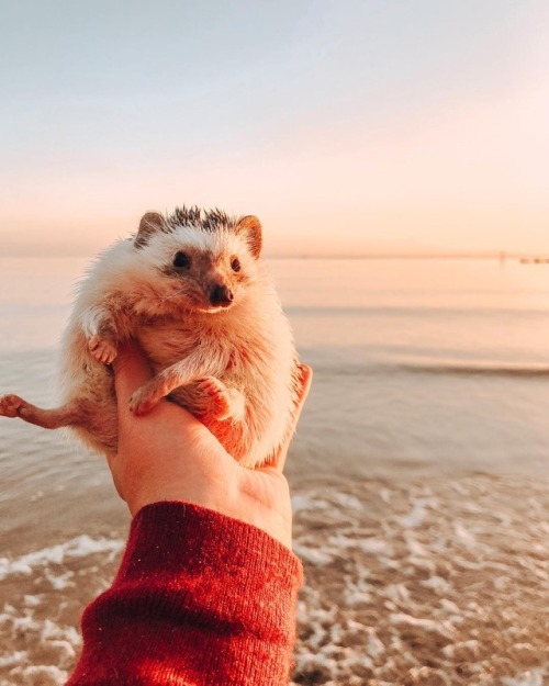 babydogdoo:  Cotton candy sunrise 🌅🌸Mr.Pokee the Hedgehog