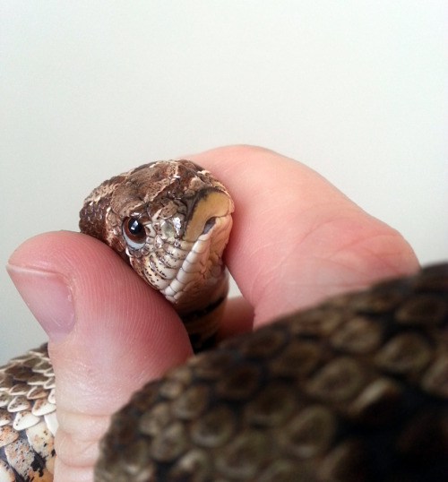 Sex solid-snakes:hannibalthekingsnake:solid-snakes:“Why pictures