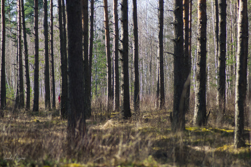 forest photography