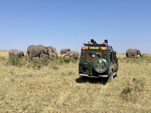 Surrounded by a herd of elephants, Masai Mara, Kenya