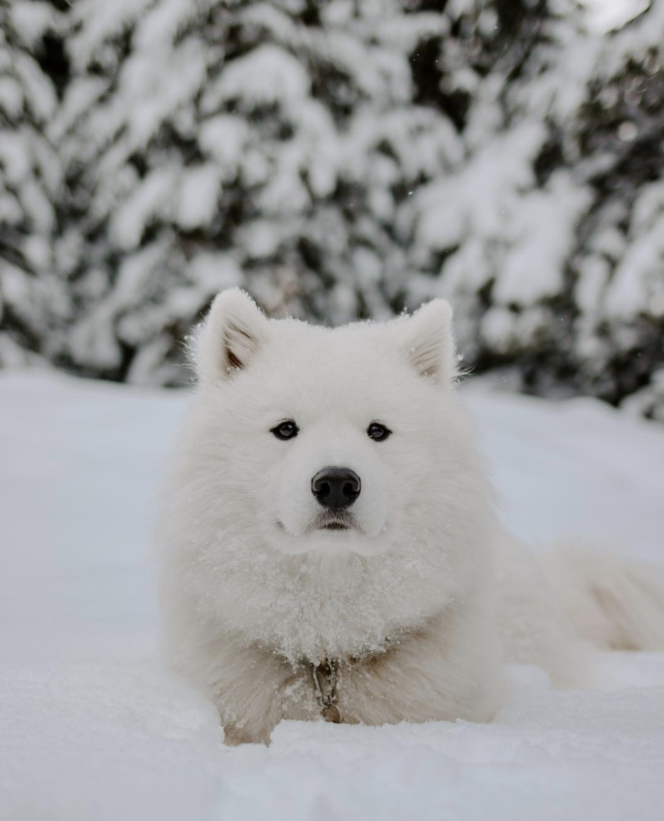 ATLAS THE ADVENTURE SAMOYED