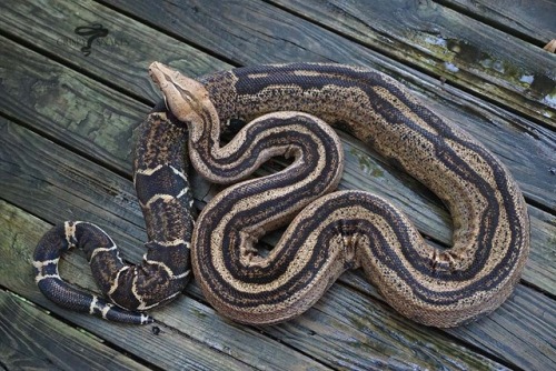 crispysnakes:Seabold - Super Stripe (Boa imperator)Large pupper. A good friend was kind enough to se