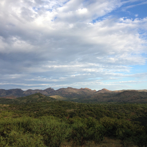 Incredible how the landscape changes with the rains. The desert is full of life here, plants spring 