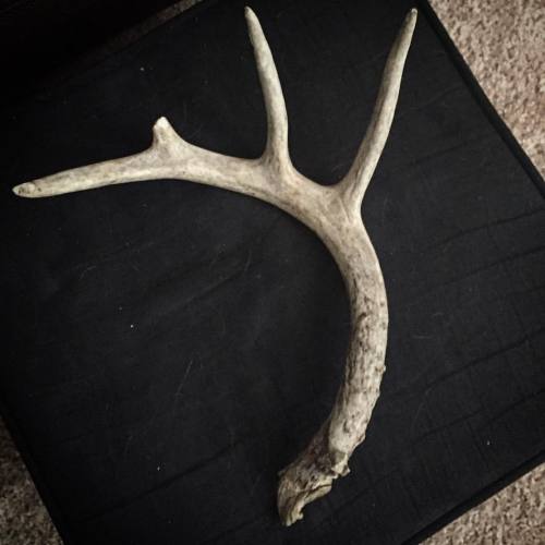 Hey #Gibsonia #deer, we found something of yours. #antler #foundinourwoods #deer #deerfights #sheddi